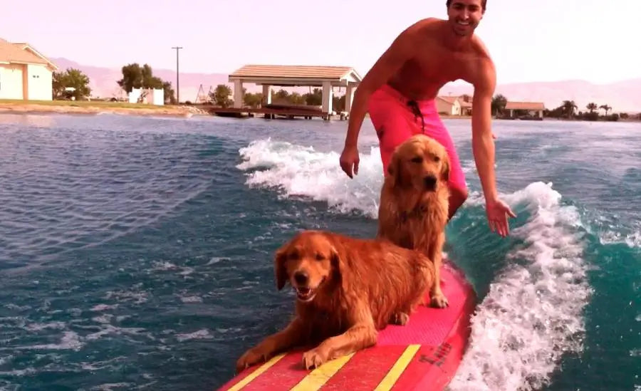 10 BOAT SUPPLIES FOR YOUR DOG - SWELL Wakesurf Blog - SWELL Wakesurf